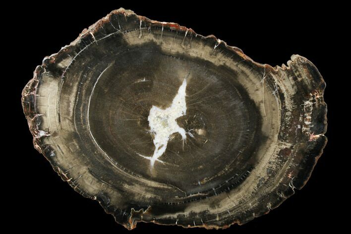 Triassic Petrified Wood (Araucaria) Round - Utah #174937